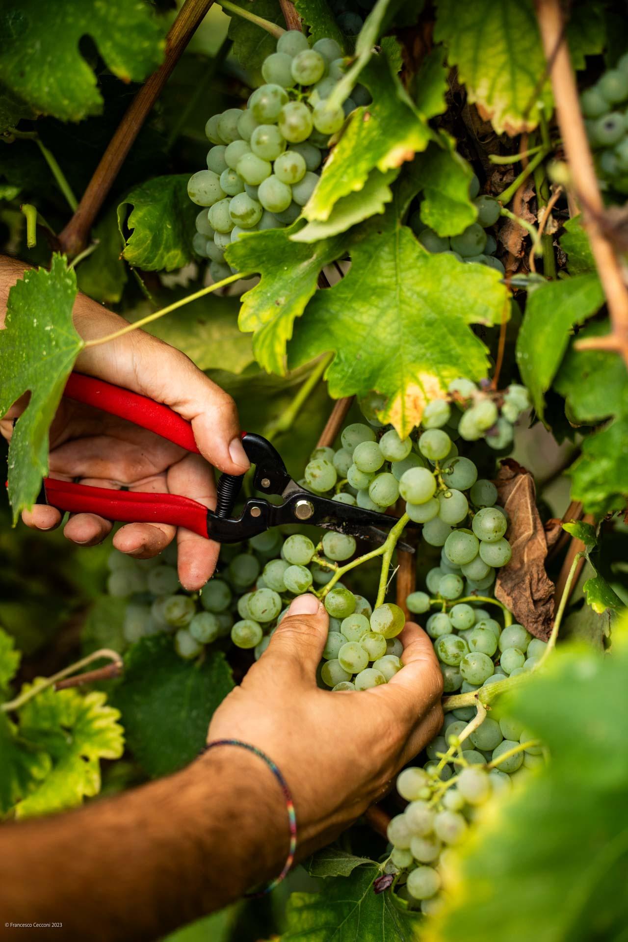 Harvest @ Borgo
