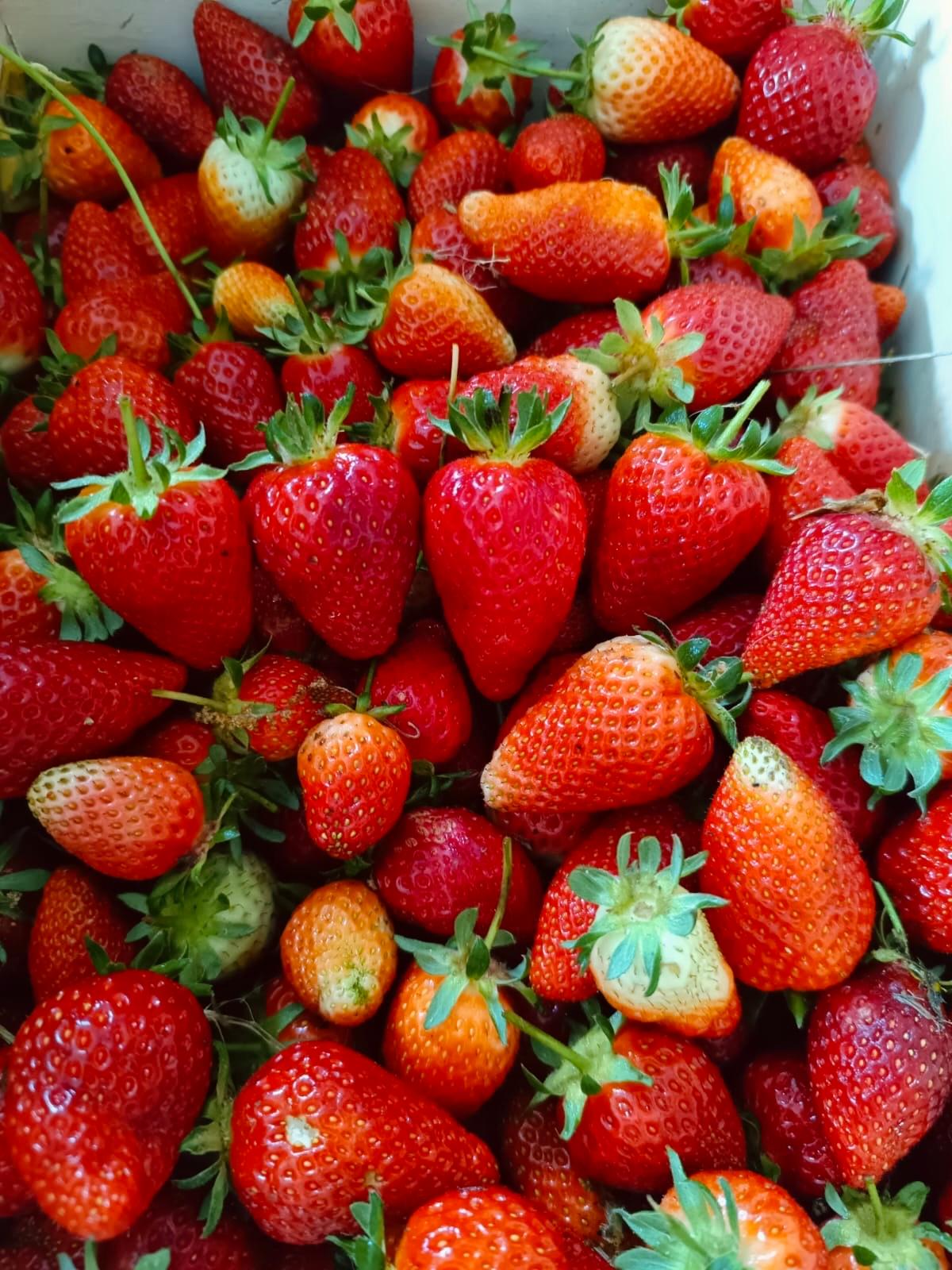 fragole-(1)