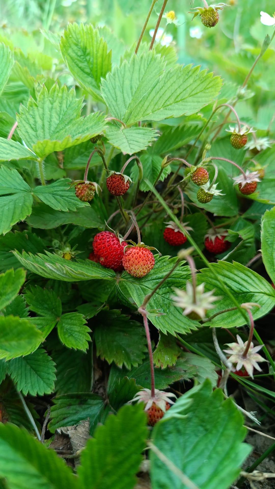 fragoline-di-bosco-(1)