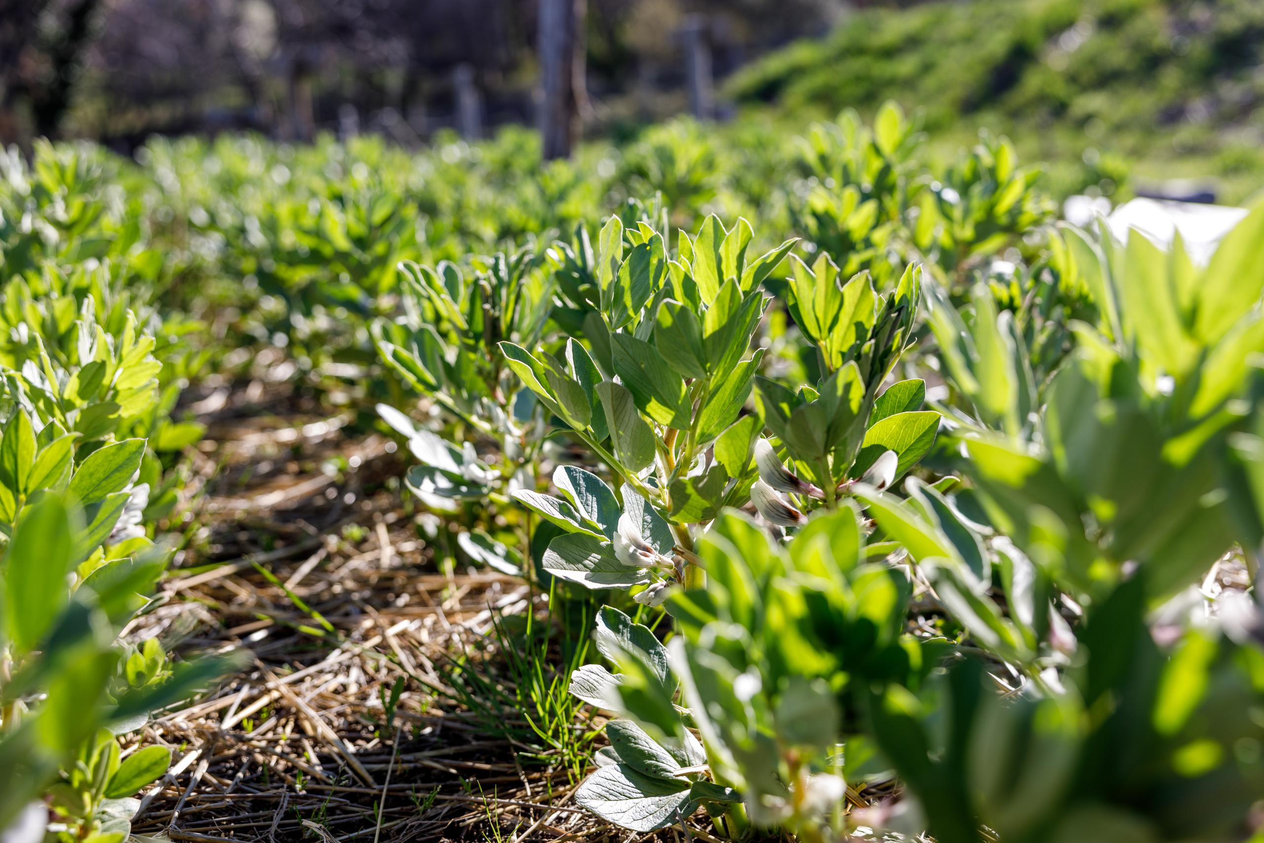Vegetable Garden