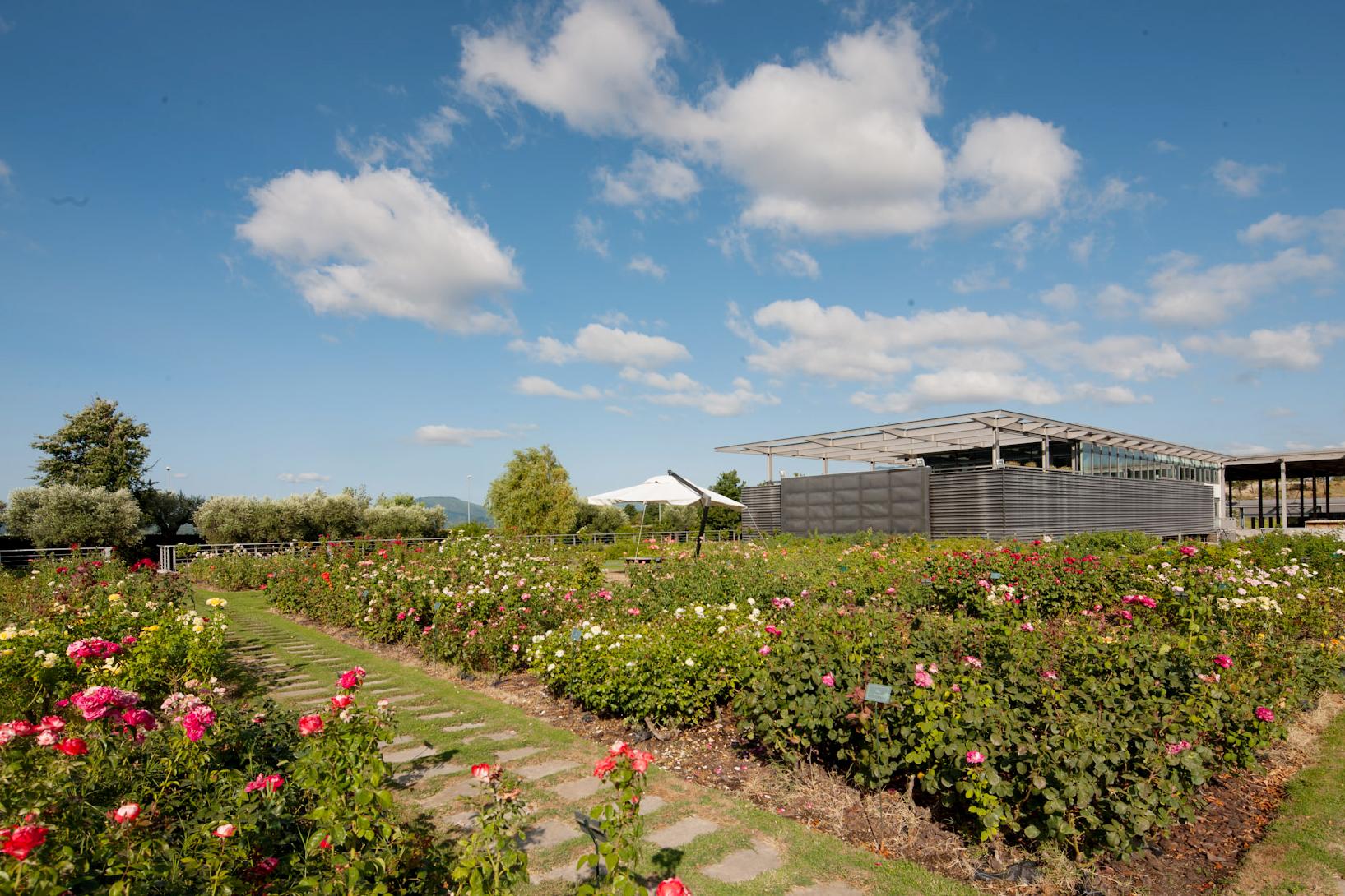 Rose Garden
